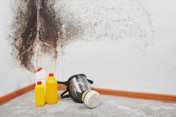 Professional Mold Removal in Corvallis, MT