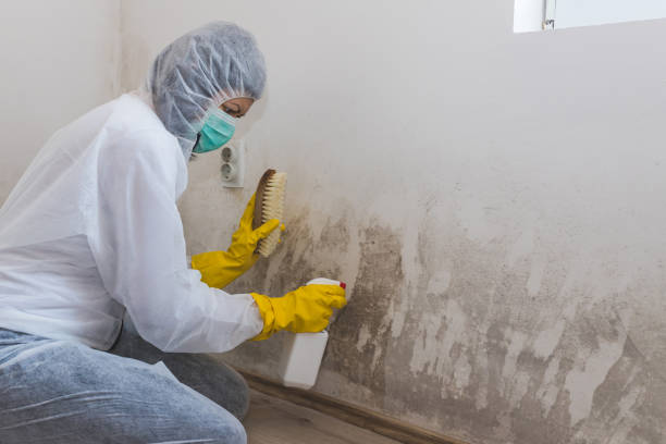 Best Fast Mold Removal  in Corvallis, MT