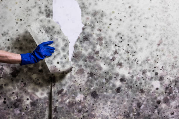 Best Emergency Mold Removal  in Corvallis, MT