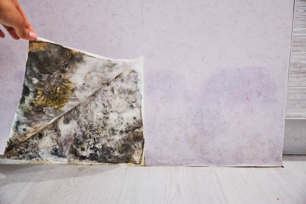 Best Toxic Mold Removal  in Corvallis, MT